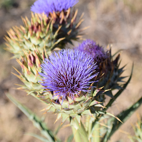 Cynara cardunculus