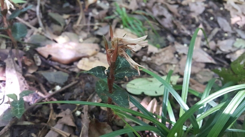 Goodyera biflora iNat (3)