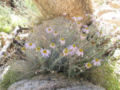 Erigeron parishii
