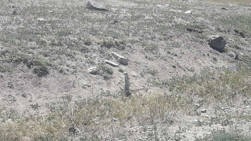 Asia Minor Ground Squirrel