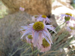 Erigeron parishii