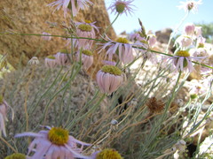 Erigeron parishii