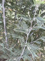 Acacia dealbata