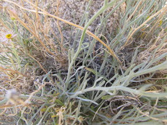 Erigeron parishii