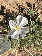 Oenothera albicaulis