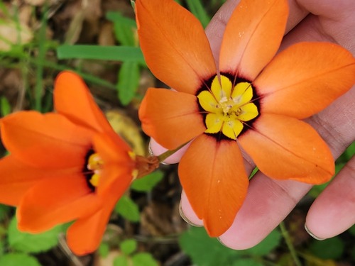 Sparaxis tricolor