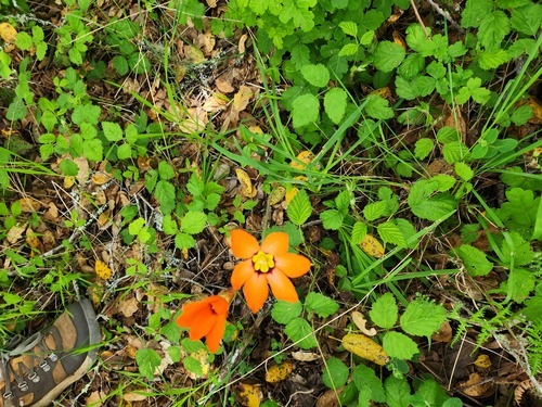 Sparaxis tricolor