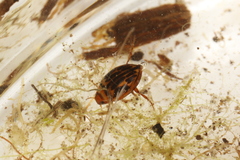Hygrotus versicolor