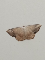 Peratostega deletaria