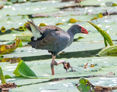 Philippine Swamphen photo 5
