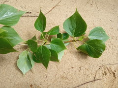 Populus × sibirica