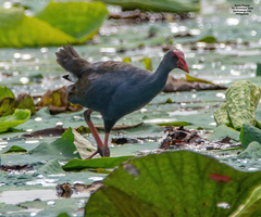 Philippine Swamphen photo 4