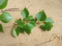 Populus × sibirica