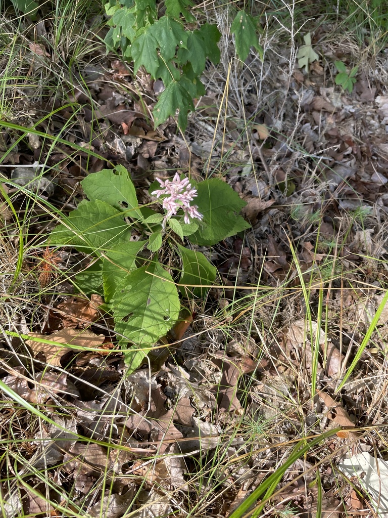 Eutrochium purpureum, Camden Church Rd, Wadesboro, NC, US