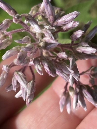 Eutrochium purpureum