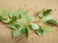Populus × sibirica