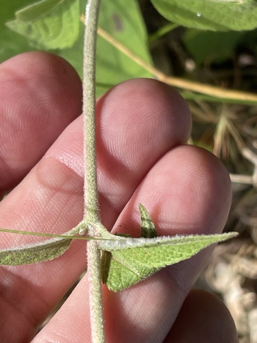 Eutrochium purpureum