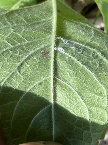 Eutrochium purpureum