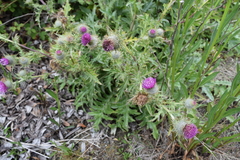 Cirsium andrewsii