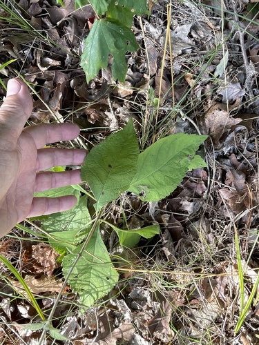 Eutrochium purpureum