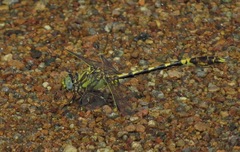 Progomphus obscurus