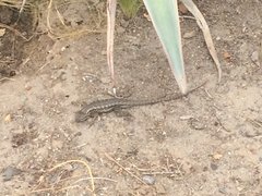 Sceloporus occidentalis