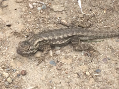 Sceloporus occidentalis