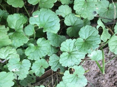 Glechoma hederacea