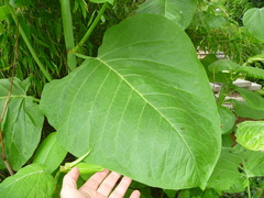 Reynoutria sachalinensis