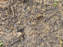 Lasius