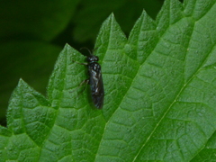 Pterygota