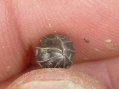 Armadillidium vulgare