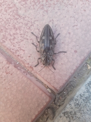 Chalcophora mariana