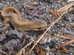 Lissotriton vulgaris