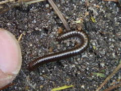 Cylindroiulus caeruleocinctus