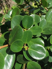 Magnoliopsida