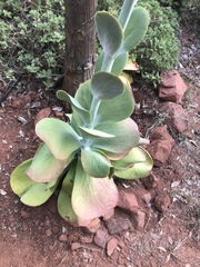 Kalanchoe luciae
