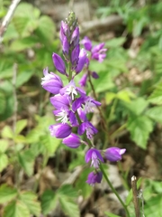 Polygala monspeliaca
