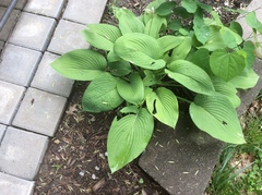 Hosta