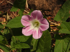 Calystegia pubescens