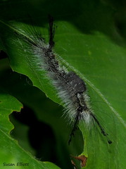 Dasychira dorsipennata