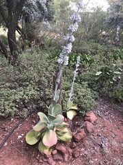 Kalanchoe luciae