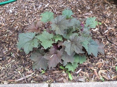Heuchera