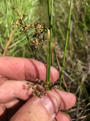 Juncus gymnocarpus