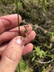 Juncus gymnocarpus