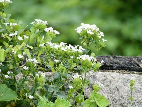Dianthus japonicus, photograph 6