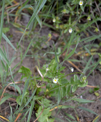 Viola arvensis