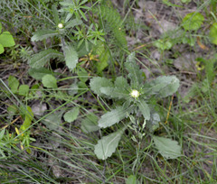 Leucanthemum vulgare