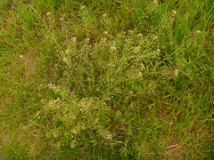 Capsella bursa-pastoris