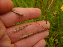 Bromus sterilis